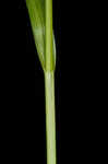 Asian shortstem sedge